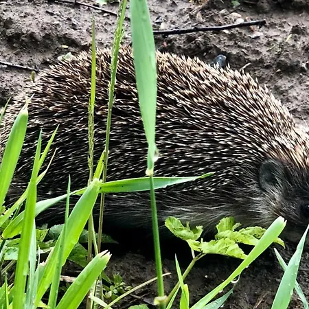 Haus Soeding Dom wakacyjny Soding